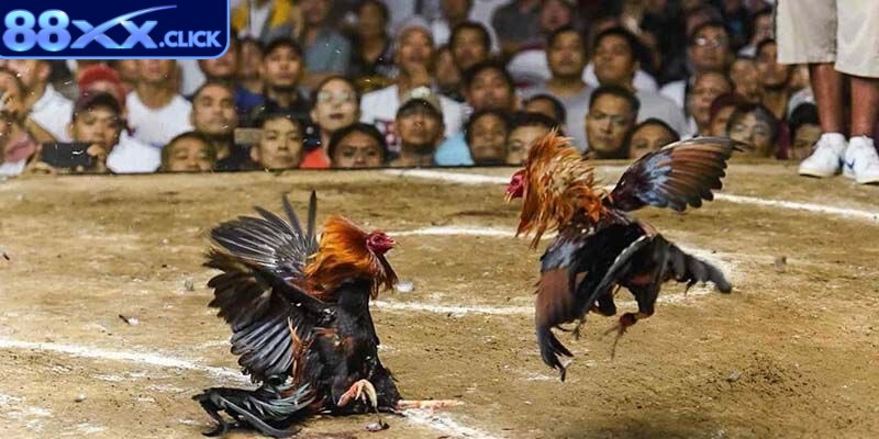Đá gà 88xx là chuyên mục giải trí có sức hút lớn đối với người chơi
