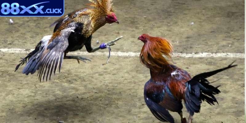Tham gia đá gà có đa dạng lựa chọn cược cho các sư kê