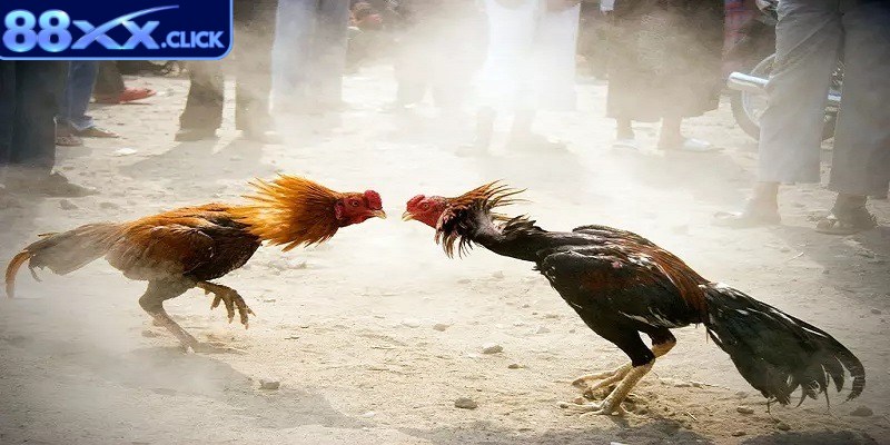 Anh em nên nghiên cứu cẩn thận quy tắc chọi gà tại nền tảng