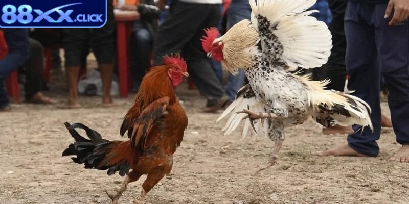 Quy tắc đá gà cựa dao rất quan trọng thành viên tham gia cần hiểu rõ