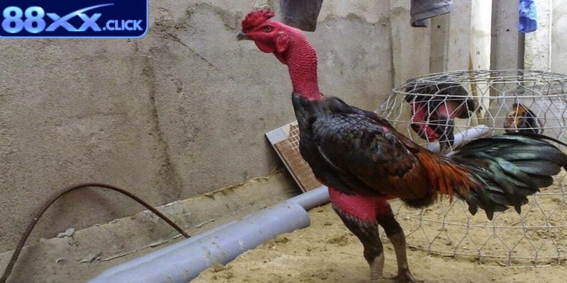 Nguồn thức ăn chính và phổ biến nhất của gà chọi là thóc