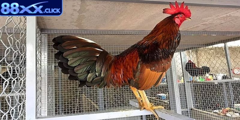 Bổ sung thêm các khoáng chất cần thiết đặc biệt là vitamin và canxi