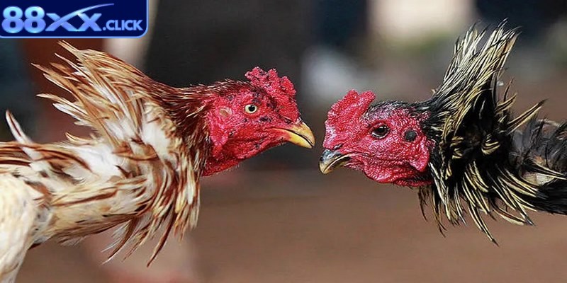 Hướng dẫn cách chăm sóc gà đá bằng tập vần