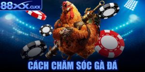 Cách chăm sóc gà đá