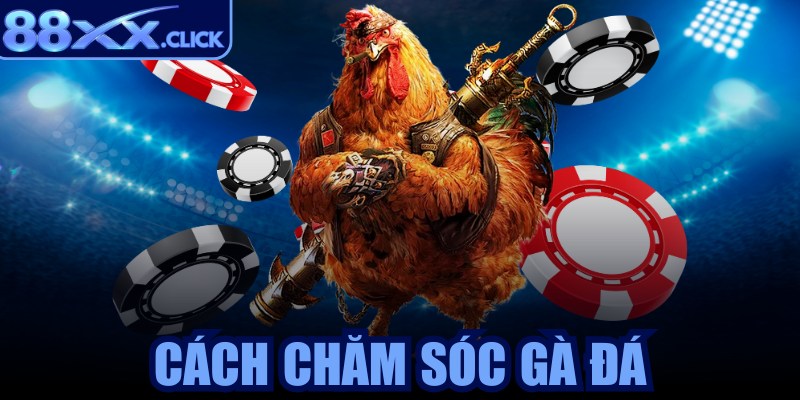 Cách chăm sóc gà đá