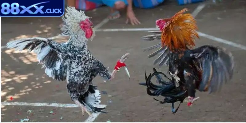 Đá gà cựa dao được biết là một hình thức thi đấu rất đặc biệt
