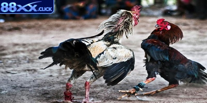 Quan sát sân, điều kiện chiến kê ra trận để có cơ hội chiến thắng