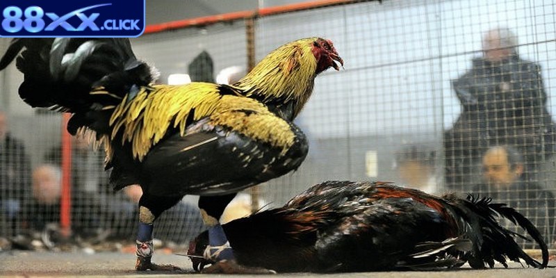 Đá gà cựa sắt với những trận chiến khốc liệt