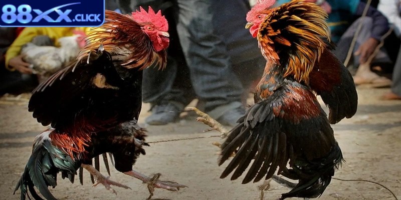 Sân đấu và quy trình bắt đầu trong đá gà cựa sắt