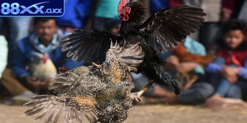 Phân định thắng thua trong một trận đá gà cửa sắt sẽ được trọng tài quyết định