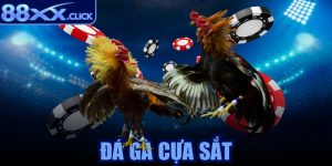 Đá gà cựa sắt