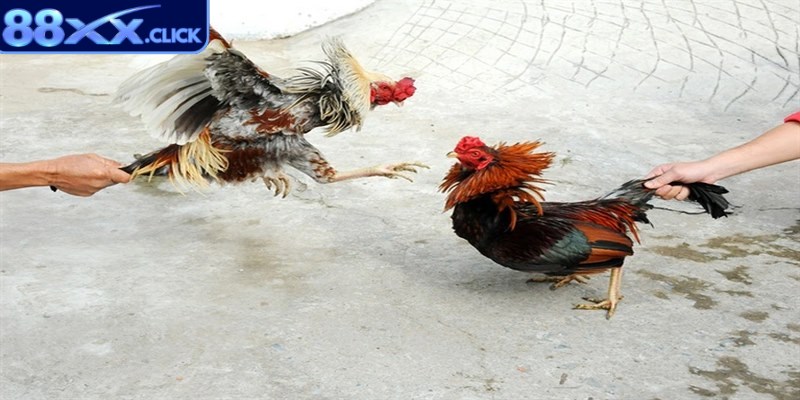 Gà nòi nổi bật với thân hình săn chắc cơ bắp phát triển, chiến đấu cực đỉnh
