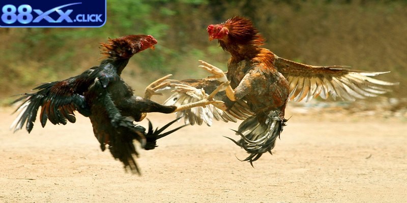 Đá gà nòi có tỷ lệ cược vô cùng cạnh tranh 
