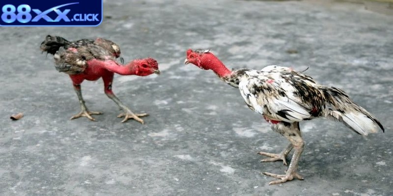 Gà đá nòi có nhiều cửa cược đa dạng, nhiều lựa chọn cho anh em