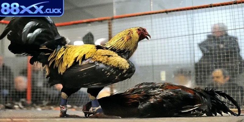 Đá gà Thomo là hình thức chọi gà có nguồn gốc xuất xứ từ đất nước Campuchia