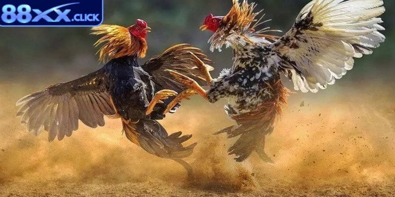 Đấu gà Thomo có nhiều hình thức chơi khác nhau