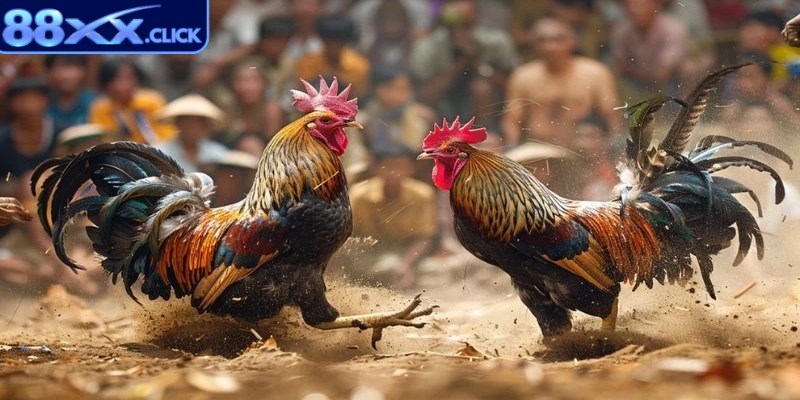 Phân định thắng thua trong một trận đấu gà Thomo