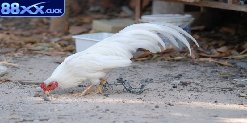 Gà tre sở hữu thân hình nhỏ nhắn nhưng lại có kỹ năng chiến đấu vô cùng đáng nể