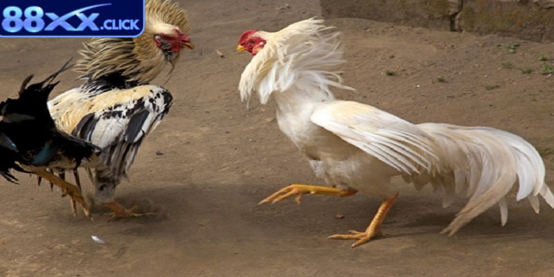 Các cửa cược trong đá gà tre đơn giản nhưng không kém phần hấp dẫn