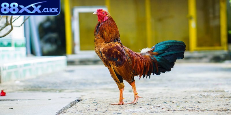 Kết quả thắng thua được quyết định chủ yếu bởi trọng tài dựa trên một số yếu tố